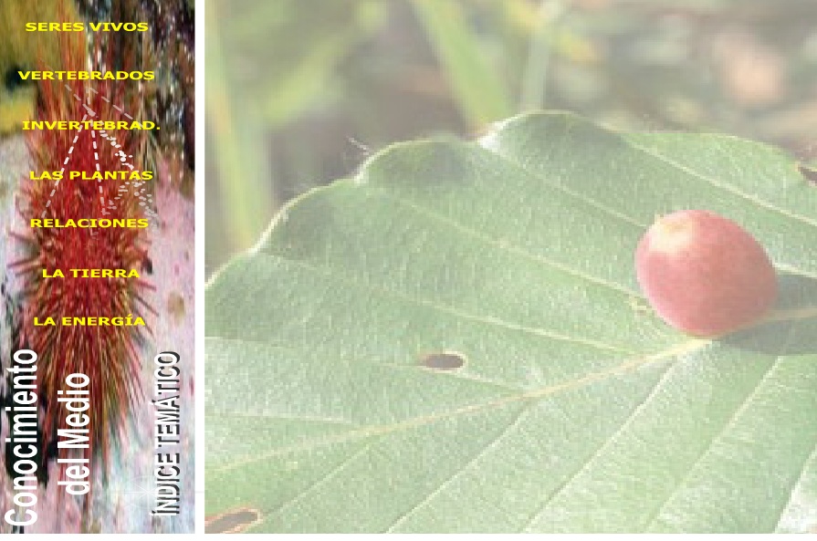 INDICE TEMATICO CONO JUNTA