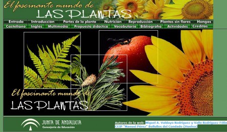 plantas